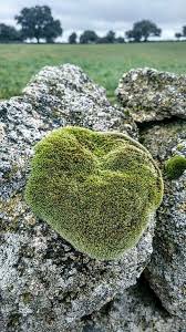 Attēlu rezultāti vaicājumam “Campylopus introflexus”