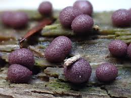 Attēlu rezultāti vaicājumam “Lycogala ustulatum”