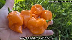 Afbeeldingsresultaat voor orange habanero hot pepper