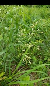 Attēlu rezultāti vaicājumam “Poa compressa leaf”