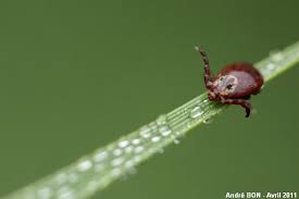 Attēlu rezultāti vaicājumam “Dermacentor reticulatus female”
