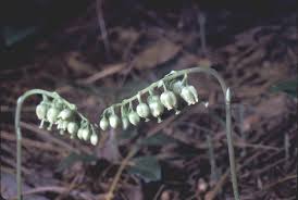 Attēlu rezultāti vaicājumam “Orthilia secunda fruit”