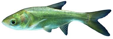 Image result for Hypophthalmichthys nobilis