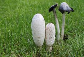 Image result for coprinus
