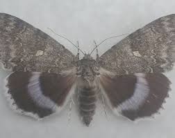 Attēlu rezultāti vaicājumam “Catocala fraxini”