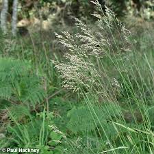 Attēlu rezultāti vaicājumam “Festuca altissima leaf”