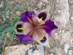 Attēlu rezultāti vaicājumam “Iris rosenbachiana”