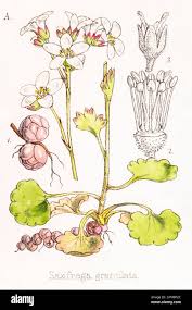 Attēlu rezultāti vaicājumam “Saxifraga granulata leaf”