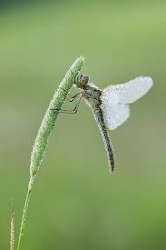 Attēlu rezultāti vaicājumam “Sympetrum vulgatum”