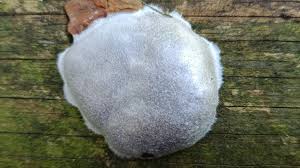 Attēlu rezultāti vaicājumam “Fuligo licentii spores”