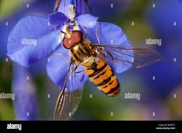 Attēlu rezultāti vaicājumam “Episyrphus balteatus”