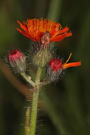 Image result for Hieracium aurantiacum