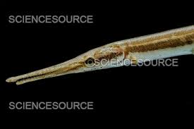 Image result for Lepisosteus osseus
