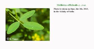 Attēlu rezultāti vaicājumam “Melilotus officinalis leaf”