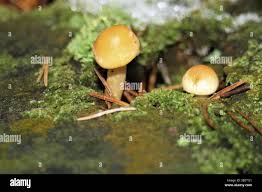 Attēlu rezultāti vaicājumam “Hypholoma sp.”