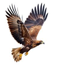 Attēlu rezultāti vaicājumam “Aquila chrysaetos”