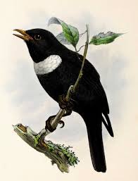 Image result for Turdus torquatus