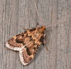 Attēlu rezultāti vaicājumam “Pyralididae”