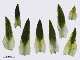 Attēlu rezultāti vaicājumam “Pogonatum nanum”