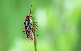 Attēlu rezultāti vaicājumam “Cantharis rustica”