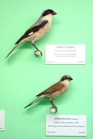 Attēlu rezultāti vaicājumam “Lanius collurio male”