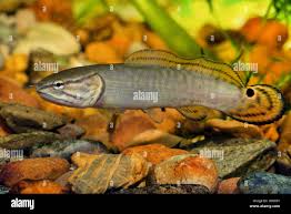 Image result for Amia calva