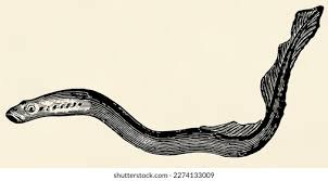 Image result for Lampetra fluviatilis