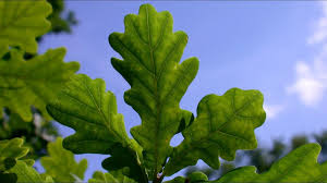 Attēlu rezultāti vaicājumam “Quercus robur leaf”