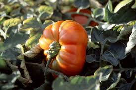 Afbeeldingsresultaat voor marmande jaune tomato