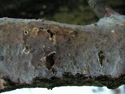 Attēlu rezultāti vaicājumam “Vuilleminia comedens”