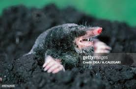 Attēlu rezultāti vaicājumam “Talpa europaea”