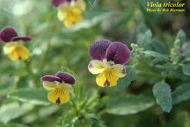 Attēlu rezultāti vaicājumam “Viola tricolor subsp. matutina”