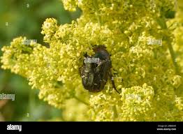 Attēlu rezultāti vaicājumam “Potosia cuprea imago”