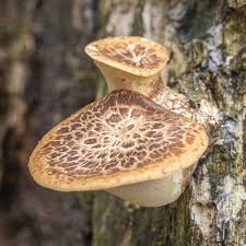 Attēlu rezultāti vaicājumam “Polyporus squamosus”