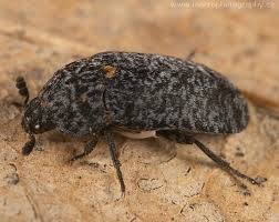 Attēlu rezultāti vaicājumam “Dermestes murinus”