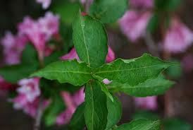 Attēlu rezultāti vaicājumam “Weigela praecox”