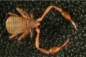 Attēlu rezultāti vaicājumam “Chelifer cancroides”