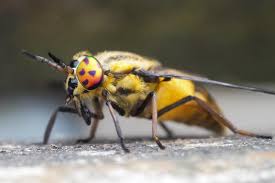 Attēlu rezultāti vaicājumam “Chrysops”