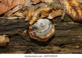 Attēlu rezultāti vaicājumam “Amaurochaete atra macro”