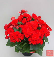 Image result for Бегония Элатиор 12х22 4601887072423