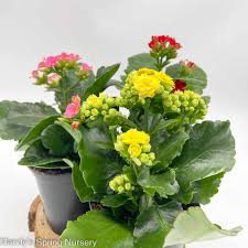 Image result for Kalanchoe blossfeldiana