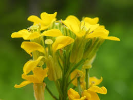 Attēlu rezultāti vaicājumam “Erysimum hieracifolium flower”