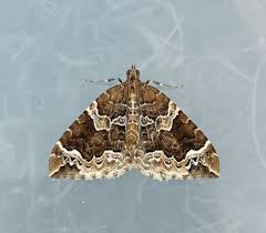 Attēlu rezultāti vaicājumam “Eulithis prunata”