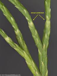 Attēlu rezultāti vaicājumam “Diphasiastrum tristachyum”
