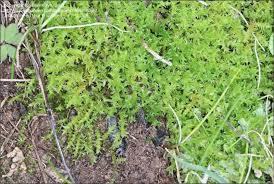 Attēlu rezultāti vaicājumam “Philonotis”