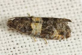 Attēlu rezultāti vaicājumam “Rhantus frontalis”