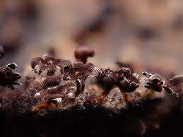 Attēlu rezultāti vaicājumam “Diderma umbilicatum stalked”