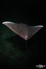 Image result for Mobula munkiana