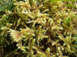 Attēlu rezultāti vaicājumam “Campyliadelphus elodes”