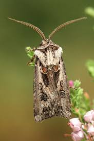 Attēlu rezultāti vaicājumam “Agrotis vestigialis”